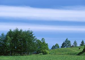 【2025年最新版】犬の火葬方法と費用を徹底解説！飼い主が知るべき大切なポイント